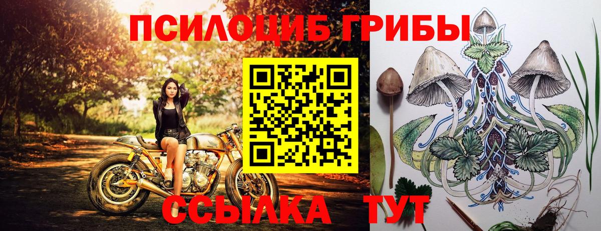 Псилоцибиновые грибы Psilocybine cubensis Губаха